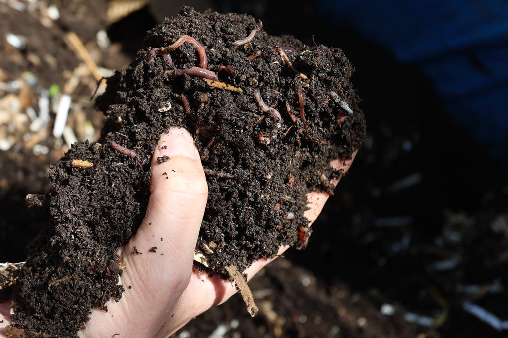 Premium Fresh Worm Castings – Naturally Improve Your Soil