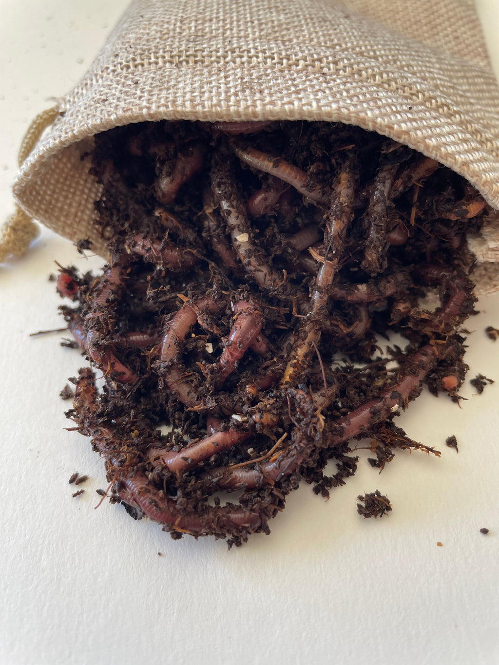 African Nightcrawler Worms