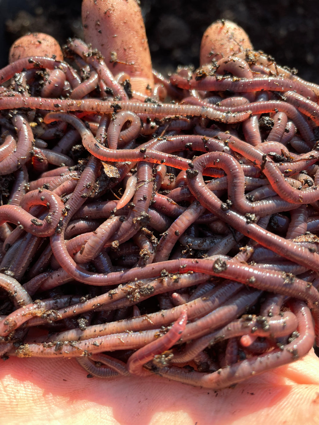African Nightcrawler Worms