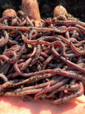 African Nightcrawler Worms