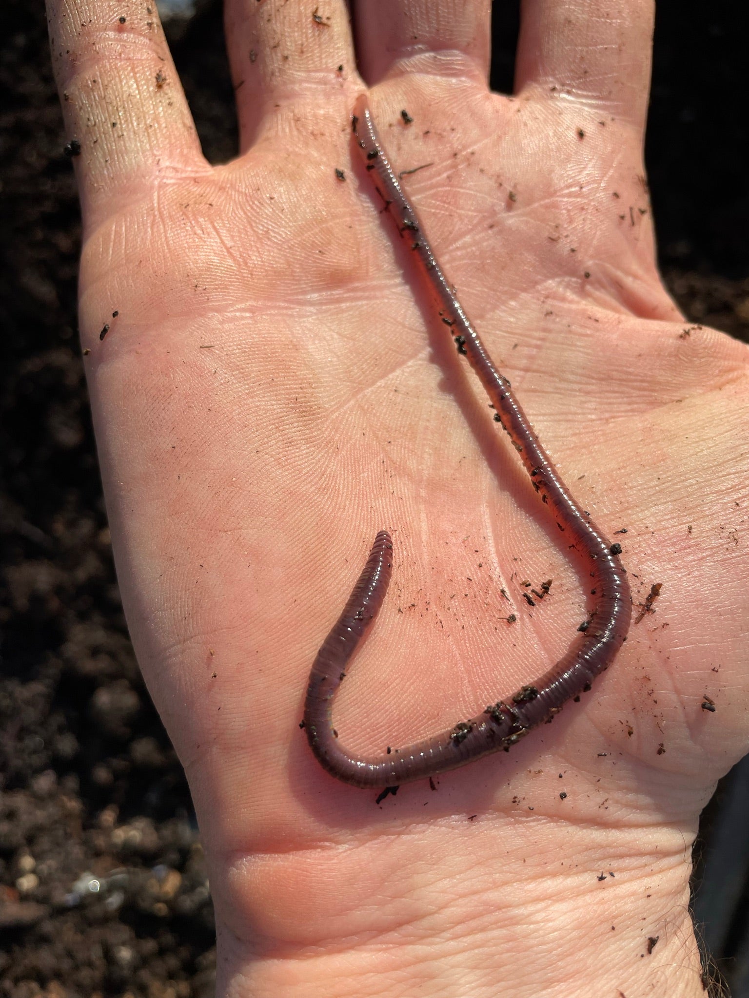 African Nightcrawler Worms