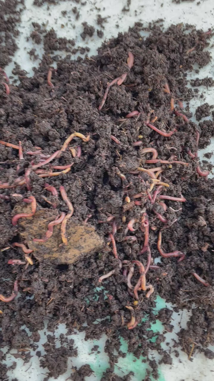 Premium Fresh Worm Castings – Naturally Improve Your Soil